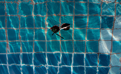 Sunglasses dropped in the swimming pool, drowning