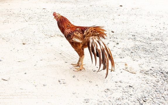 Rooster bird looking contemptuously at farang and his camera
