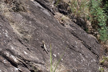 Lizard in the rock 