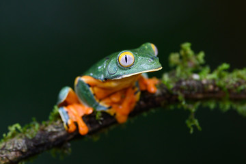 Splendid tree frog or splendid leaf frog (Cruziohyla calcarifer). A beautiful frog with tiger stripes. Barbilla national park, Costa Rica.