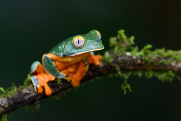 Splendid tree frog or splendid leaf frog (Cruziohyla calcarifer). A beautiful frog with tiger stripes. Barbilla national park, Costa Rica.