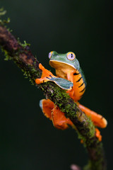 Splendid tree frog or splendid leaf frog (Cruziohyla calcarifer). A beautiful frog with tiger stripes. Barbilla national park, Costa Rica.