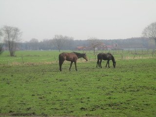 Obraz premium horses