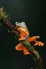 Splendid tree frog or splendid leaf frog (Cruziohyla calcarifer). A beautiful frog with tiger stripes. Barbilla national park, Costa Rica.