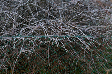 Frozen bush branches in early winter morning with green fence in front