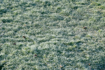 Frozen green grass on an early morning. Grass texture on a winter morning