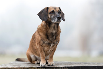 Photo of an adorable mongrel dog