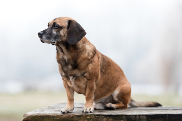 Fototapeta premium Photo of an adorable mongrel dog
