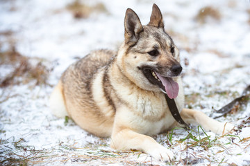 Beautiful fluffy dog with open mouth. Winter portrait of a purebred dog