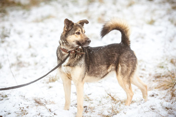 Fluffy purebred dog in winter in the forest