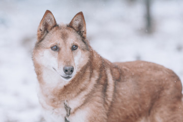 Pretty dog, portrait of a beautiful dog in winter