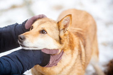 Dog and man. Faithful friend, portrait of a beautiful loyal yellow dog