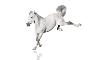 Obraz na płótnie Canvas White horse play fun isolated on white background