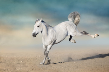Naklejka na ściany i meble White horse play fun in sandy field