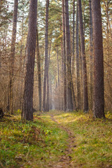 A narrow path in a dense pine forest. Autumn and fog in the forest, the road goes into the distance between the trees