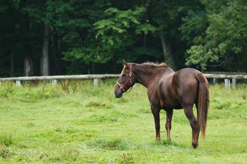 日本の北海道東部・夏、牧場の馬