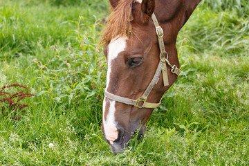 日本の北海道東部・夏、牧場の馬