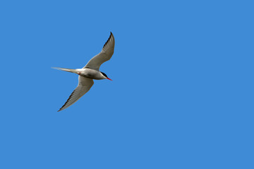 Fototapeta na wymiar Arctic tern (Sterna paradisaea) in flight against blue sky