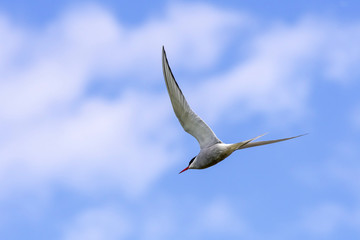 Arctic tern (Sterna paradisaea) in flight against cloudy sky