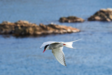 Arctic tern (Sterna paradisaea) flying over sea water / Atlantic Ocean and spotting fish
