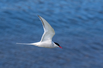 Arctic tern (Sterna paradisaea) flying over sea water / Atlantic Ocean