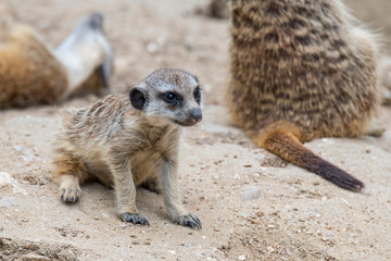 Fototapeta premium Juvenile meerkat / young cute suricate (Suricata suricatta) at entrance of burrow, native to the deserts of southern Africa