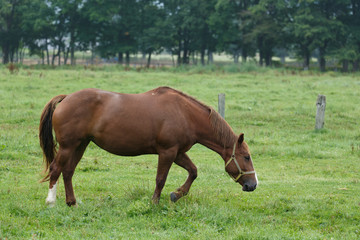 Fototapeta premium 日本の北海道東部・夏、牧場の馬