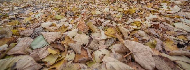 Horizontal background of dry dull leaves