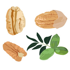 Tasty pecan nut, whole nuts in skins and pecan halves peeled, dried pecans set, close up. on white background. Vector stock illustration in the shell, not ripe, ripe with kernels and seeds.