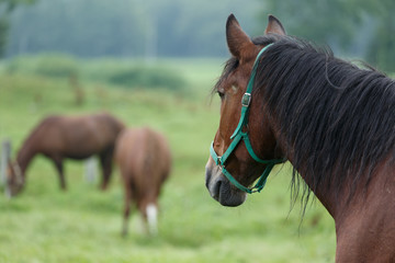 日本の北海道東部・夏、牧場の馬