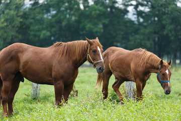 日本の北海道東部・夏、牧場の馬