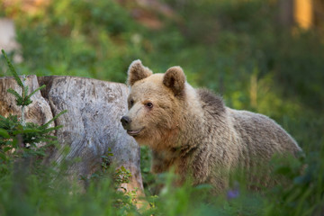 Brown bear in the autumn forest. Ursus arctos. Natural habitat.