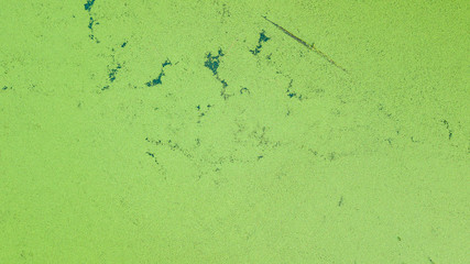 Green duckweed covered the water surface. Cause water lacking oxygen.