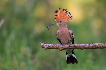 Eurasian Hoopoe or Common hoopoe (Upupa epops)