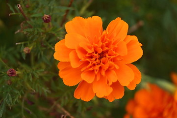 Flower of Orange Cosmos sulphureus in Pescia, Tuscany, Italy