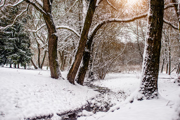 Landscape with views of the stream in the winter forest