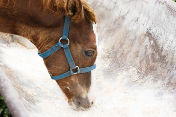 日本の北海道東部・夏、牧場の馬