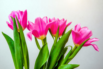  Bouquet of pink tulips on white background