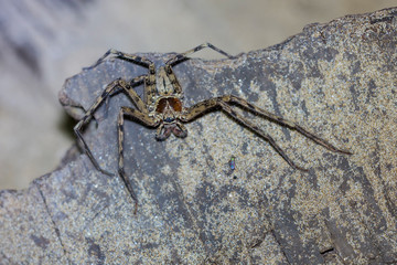 Spider of Borneo / Wandering Spider