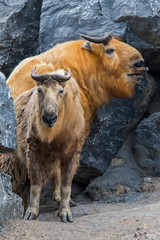 Two golden takins (Budorcas taxicolor bedfordi) in rock face, native to the Peoples Republic of China and Bhutan