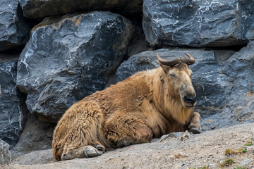 Golden takin (Budorcas taxicolor bedfordi) resting in zoo, native to the Peoples Republic of China and Bhutan