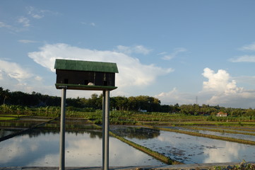  views of rice fields against a background of blue sky and white clouds