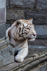 White tiger / bleached tiger (Panthera tigris) pigmentation variant of the Bengal tiger, resting in front of temple, native to India