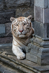 White tiger / bleached tiger (Panthera tigris) pigmentation variant of the Bengal tiger, resting in front of temple, native to India