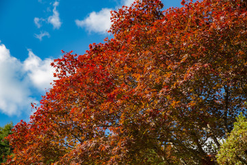 紅葉した楓