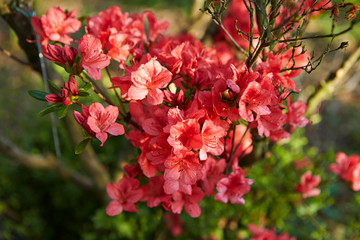 Pink azalea flower buds outdoor