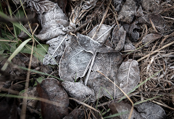 Frozen leaves on the ground in the park