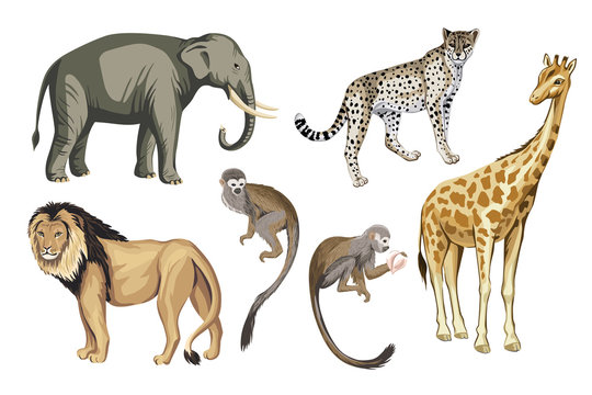  Safari vintage wild animals clip art. Lion, elephant, giraffe, leopard, monkey wildlife set.