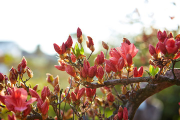 Pink azalea flower buds outdoor