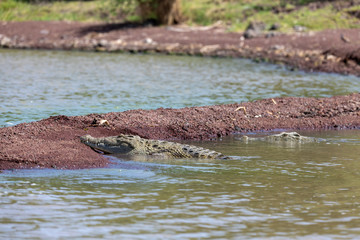 Chamo lake and resting big nile crocodile, Ethiopia Africa wildlife safari